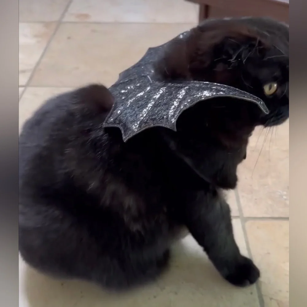 🎃🦇bat wings pet costume